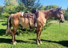 Bacardi - Gelding in Sebeka, MN Bacardi - Gelding in Sebeka, MN