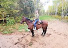 Big bay Gelding Bay