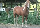 Paint - Horse for Sale in Lakeland, FL 33810 Paint - Horse for Sale in Lakeland, FL 33810