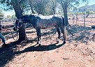 Dutch Warmblood - Horse for Sale in Lake Elsinore, CA 92530