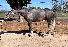 Warmblood (Warmblood, Gelding) in Lake Elsinore, CA