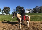 Monty - Gelding in Neshanic Station, NJ Monty - Gelding in Neshanic Station, NJ