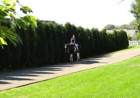 Draft (Percheron, Belgian, Clydesdale, Shire)