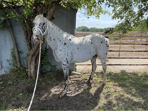 Leopard Appy Gelding