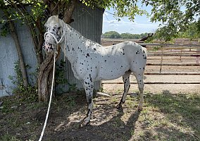 Appaloosa (Appaloosa, Gelding) in Douglass, KS