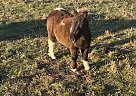 Miniature - Horse for Sale in Joplin, MO 64804 Miniature - Horse for Sale in Joplin, MO 64804