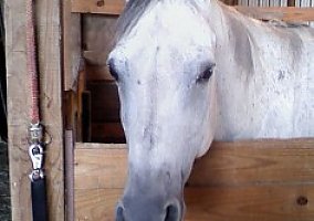 Quarter Horse (Quarter Horse, Stallion) in Ortonville, MI