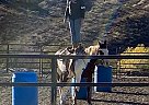 Cleo - Mare in Globe, AZ Cleo - Mare in Globe, AZ
