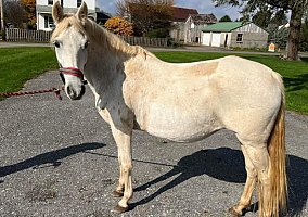 Paso Fino (Paso Fino, Mare) in Lancaster, PA