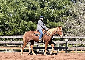 Quarter Horse (Quarter Horse, Gelding) in Dover, PA