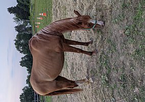 Arabian (Arabian, Gelding) in Freedom, NY