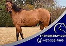 Quarter Horse - Horse for Sale in Killen, AL 35645