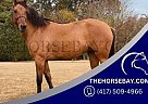 Quarter Horse - Horse for Sale in Killen, AL 35645 Quarter Horse - Horse for Sale in Killen, AL 35645