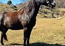 Rocky Mountain - Horse for Sale in Canton, NC 28716 Rocky Mountain - Horse for Sale in Canton, NC 28716