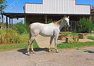 Thoroughbred - Horse for Sale in New Summerfield, TN 75780