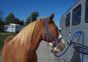 Mustang (Mustang, Stallion) in Freeburg, IL