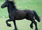 Friesian - Horse for Sale in Harrisonburg, VA 22801