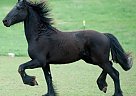 Friesian - Horse for Sale in Harrisonburg, VA 22801