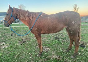 Quarter Horse (Quarter Horse, Gelding) in Lancaster, PA