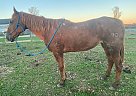 Quarter Horse - Horse for Sale in Lancaster, PA 17516