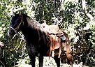 Quarter Pony - Horse for Sale in Peralta, NM 87042