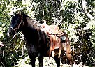 Quarter Pony - Horse for Sale in Peralta, NM 87042