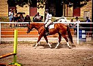 Wonderful fun Gelding Jackson