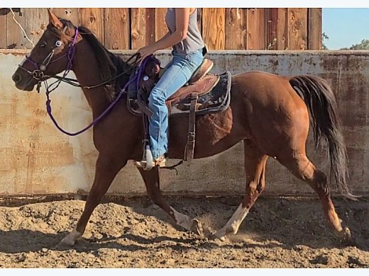All Around Gelding
