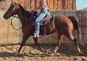 Quarter Horse (Quarter Horse, Gelding) in Merced, CA
