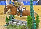 Welsh Cob - Horse for Sale in Columbus, OH 43230
