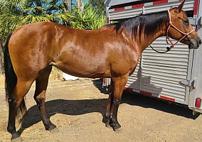 Quarter Horse (Quarter Horse, Mare) in Merced, CA