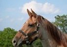 Quarter Horse - Horse for Sale in Canal Winchester, OH 43110