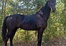 Friesian - Horse for Sale in , KY 40361