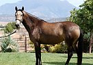 NINA - Mare in Salt Lake area, UT NINA - Mare in Salt Lake area, UT