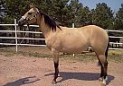 Quarter Horse - Horse for Sale in Hermosa, SD 