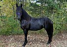 Friesian - Horse for Sale in , KY 40361