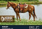 Quarter Horse - Horse for Sale in Jackson, GA NA