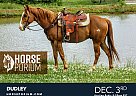 Quarter Horse - Horse for Sale in Jackson, GA NA Quarter Horse - Horse for Sale in Jackson, GA NA