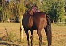 Horse for Sale Tennessee Walking Gelding