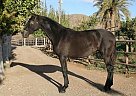 Andalusian - Horse for Sale in Almería,  04420