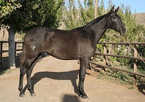 Andalusian / PRE (Andalusian / PRE, Mare)