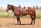 Quarter Horse Gelding for Sale in Las Vegas, Nevada Quarter Horse Gelding for Sale in Las Vegas, Nevada