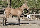 Andalusian - Horse for Sale in Almería,  04420