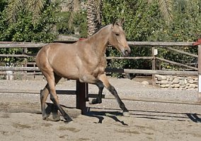 Andalusian / PRE (Andalusian / PRE, 13 yrs)