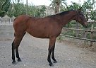 Andalusian - Horse for Sale in Almeria,  044420