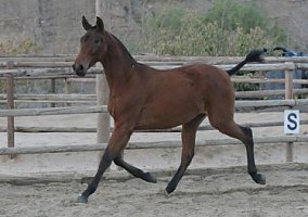Andalusian / PRE (Andalusian / PRE, Mare)