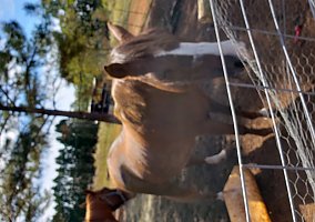Quarter Horse (Quarter Horse, Mare) in Abbeville, AL