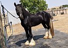 Joey - Stallion in Paso Robles, CA Joey - Stallion in Paso Robles, CA