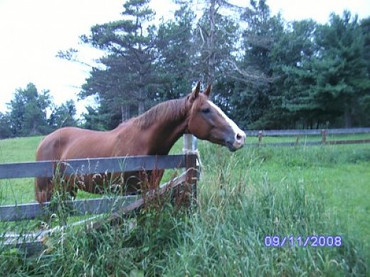Warmblood Gelding for Sale