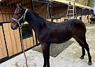 Standardbred - Horse for Sale in Waco, KY 40385
